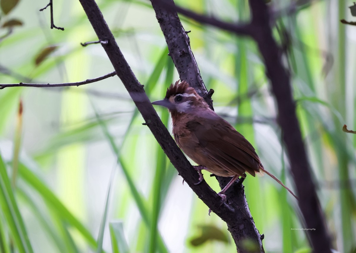 新镜头试镜，学拍打鸟。