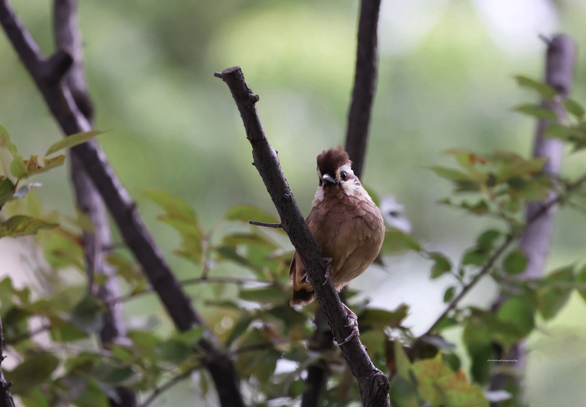 新镜头试镜，学拍打鸟。