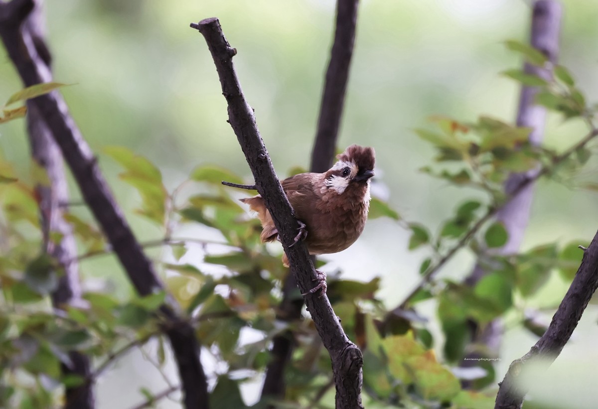 新镜头试镜，学拍打鸟。