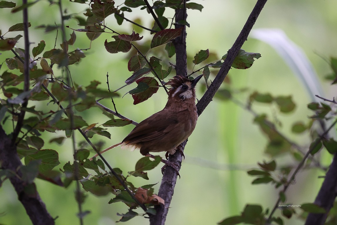 新镜头试镜，学拍打鸟。