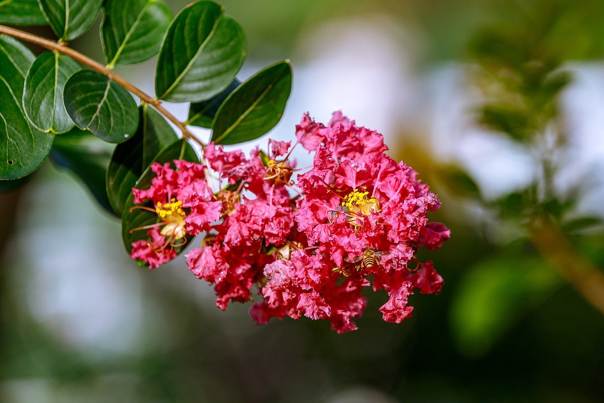 2022花城看花（65）：小叶紫薇