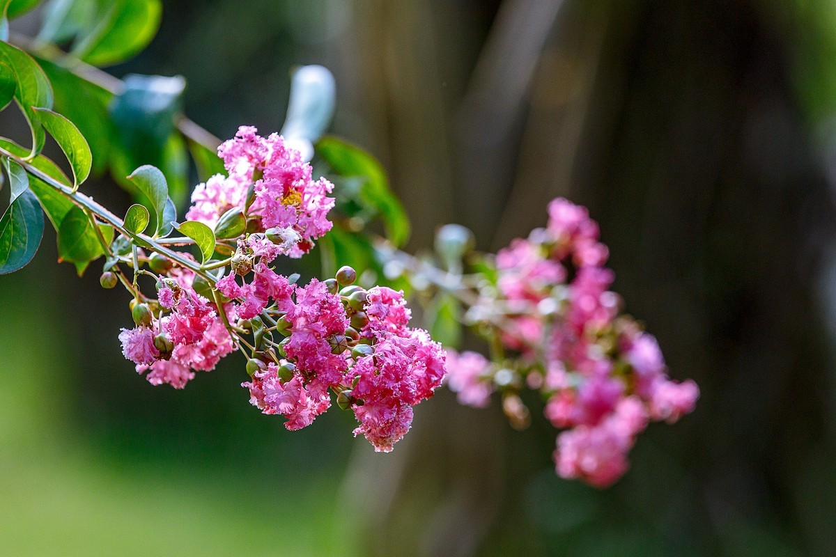 2022花城看花（65）：小叶紫薇