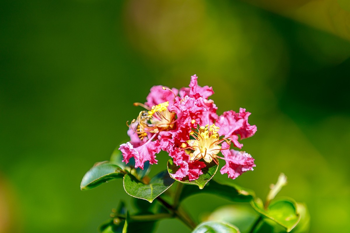 2022花城看花（65）：小叶紫薇