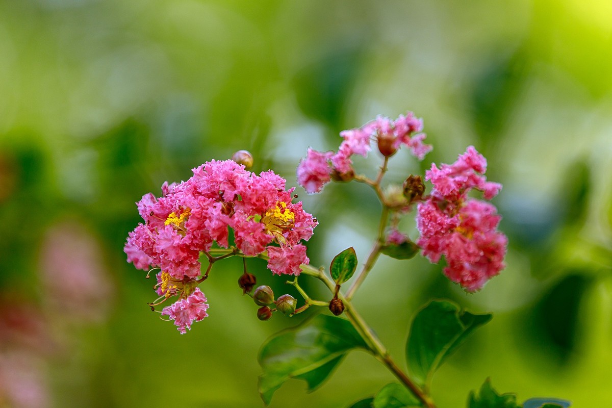 2022花城看花（65）：小叶紫薇
