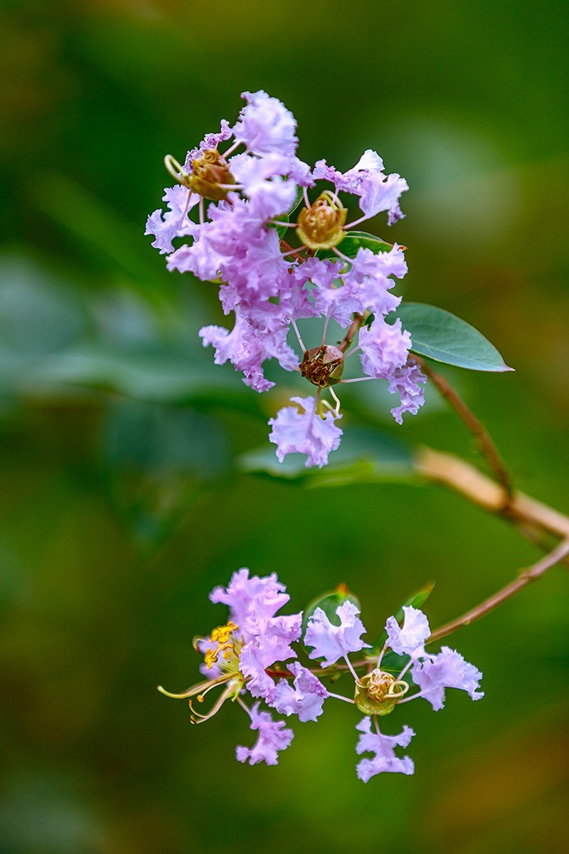 2022花城看花（65）：小叶紫薇