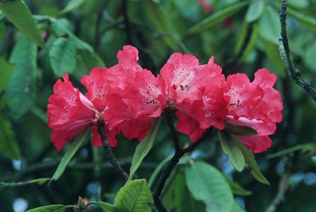 旅游扫街杂拍抓拍片《风景，花草和妹子》祝大家周末愉快！