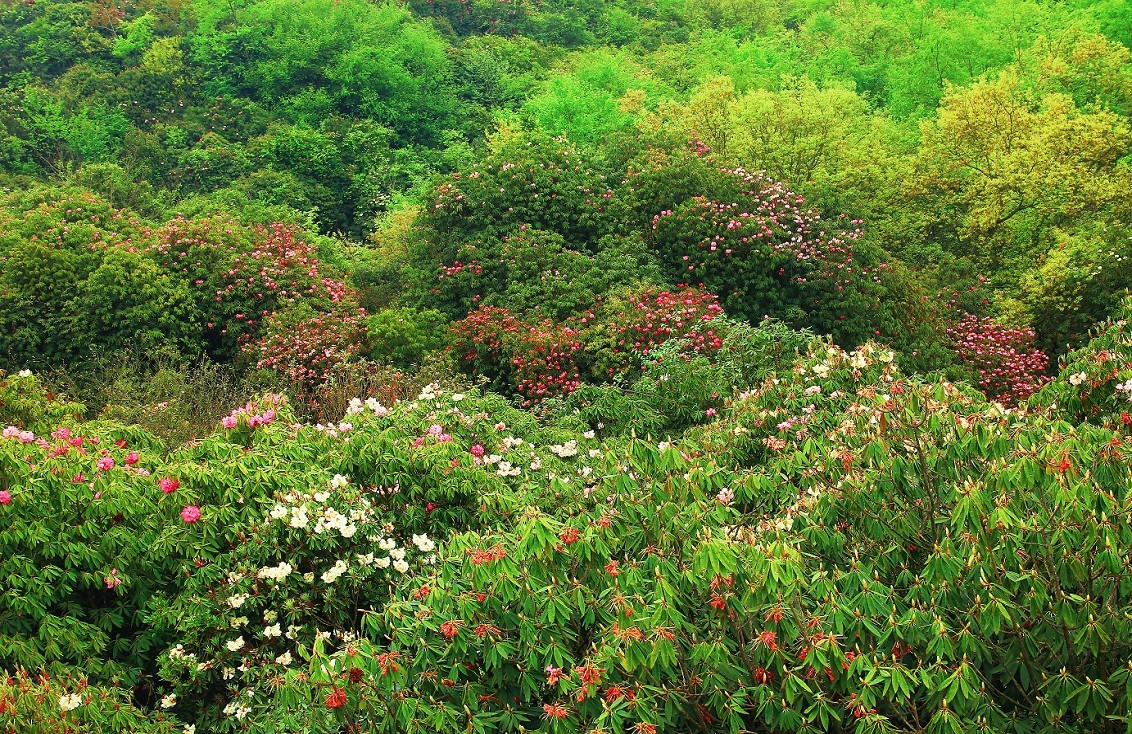 旅游扫街杂拍抓拍片《风景，花草和妹子》祝大家周末愉快！