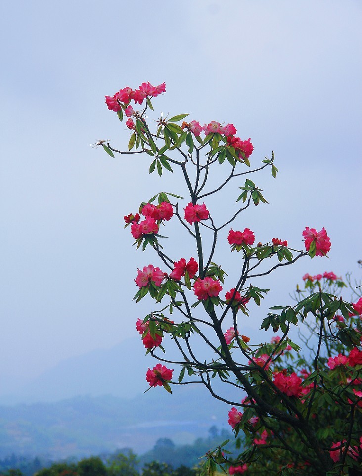 旅游扫街杂拍抓拍片《风景，花草和妹子》祝大家周末愉快！