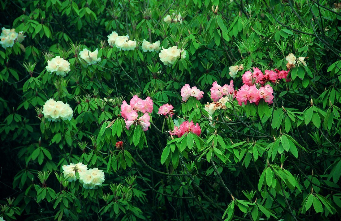 旅游扫街杂拍抓拍片《风景，花草和妹子》祝大家周末愉快！