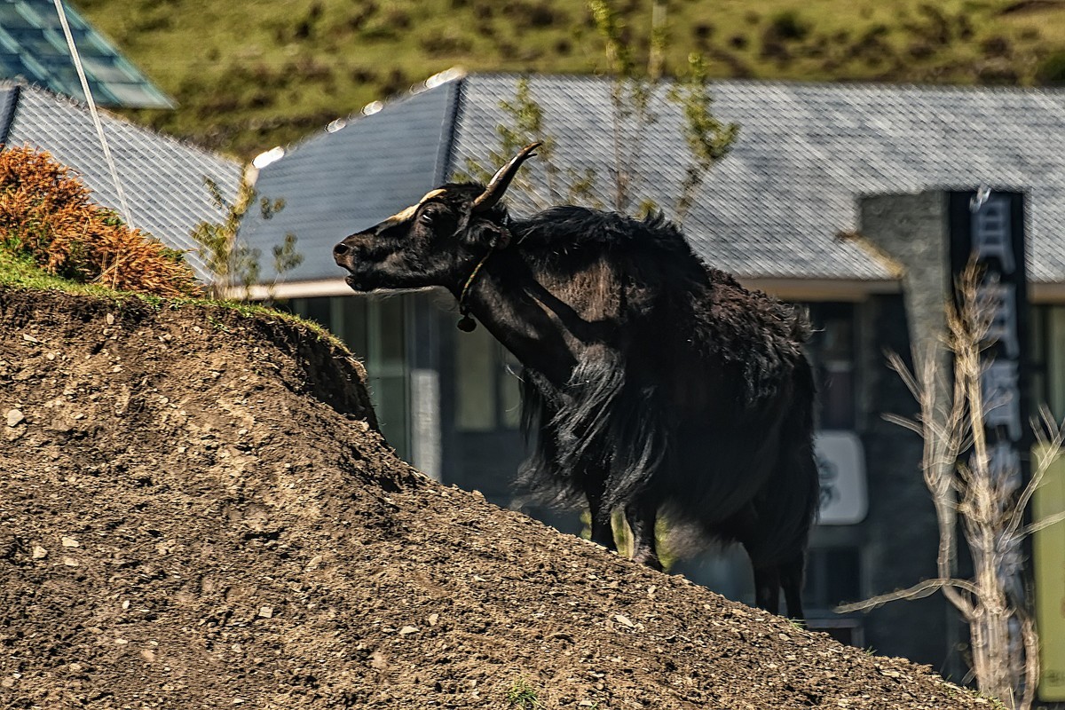 2019.06.进藏回顾 之 康定·折多山下木雅地
