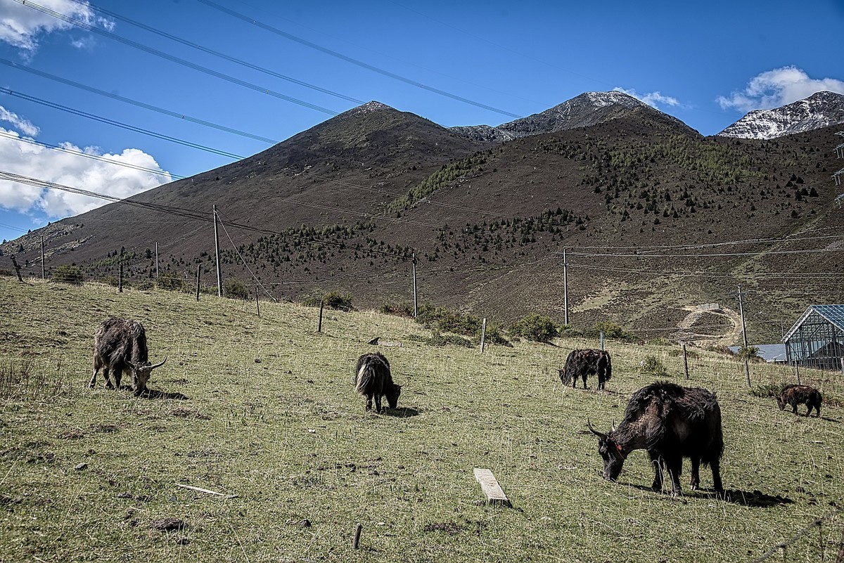 2019.06.进藏回顾 之 康定·折多山下木雅地