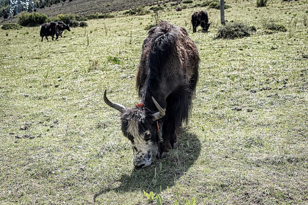 2019.06.进藏回顾 之 康定·折多山下木雅地