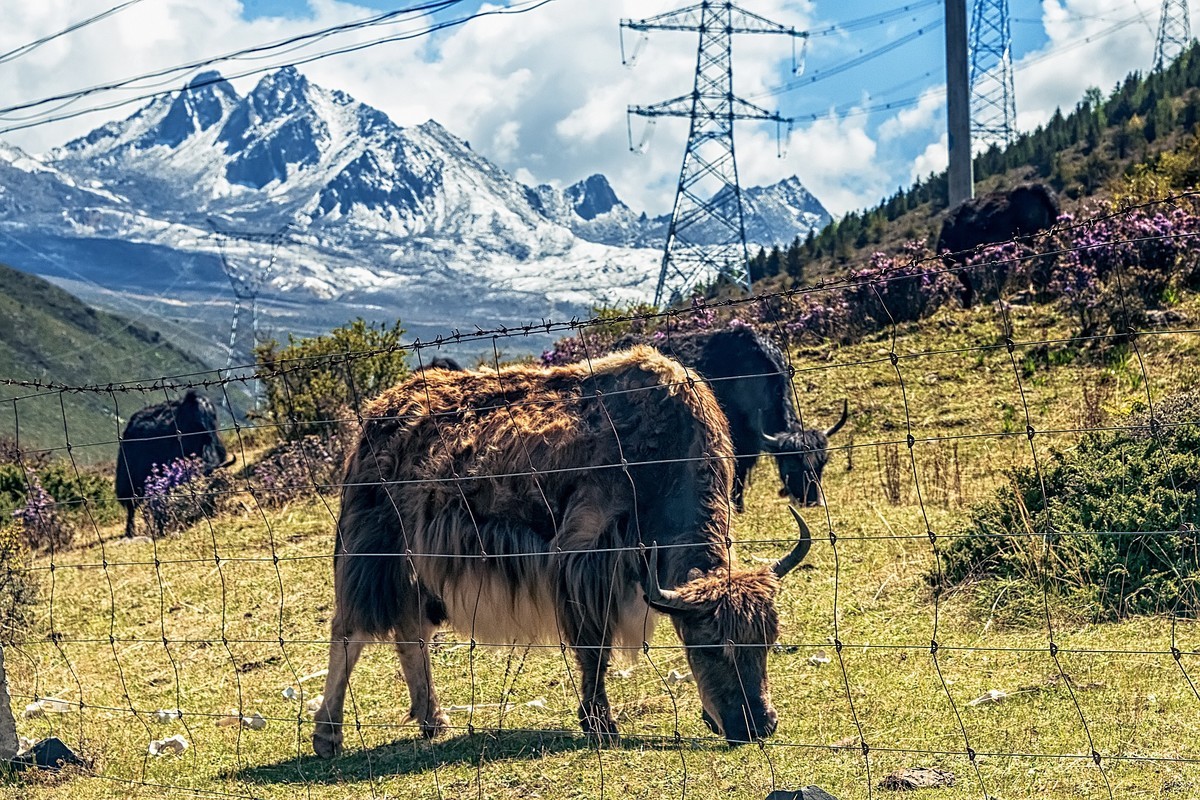 2019.06.进藏回顾 之 康定·折多山下木雅地