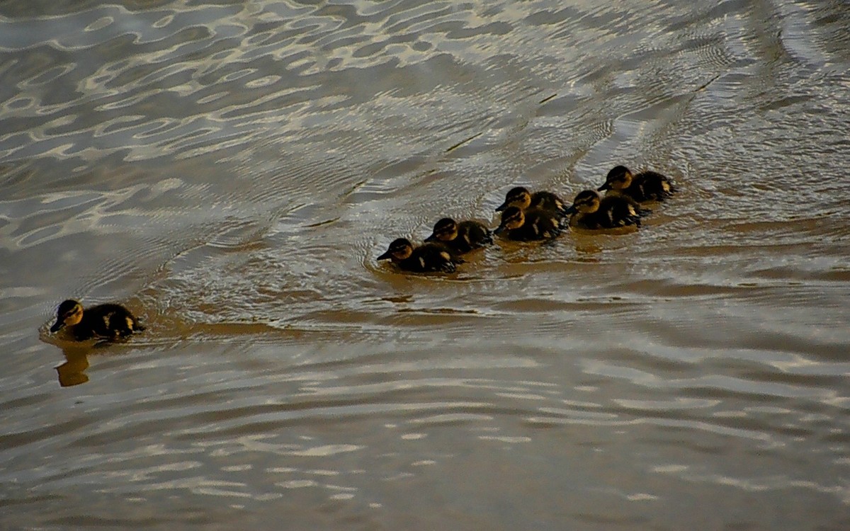 一群小鸭