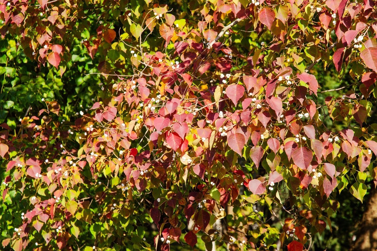 初冬店埠河岸（3）