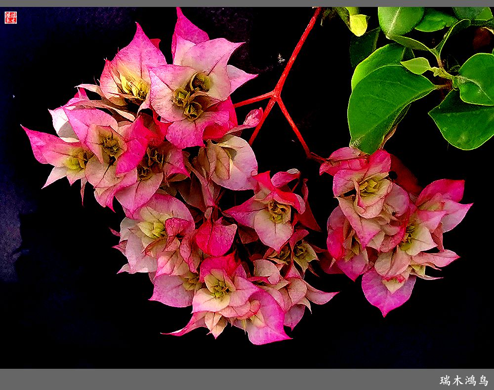 【2023之花季】花叶难分的三角梅