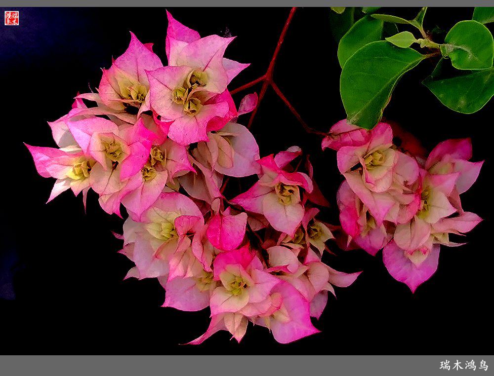 【2023之花季】花叶难分的三角梅