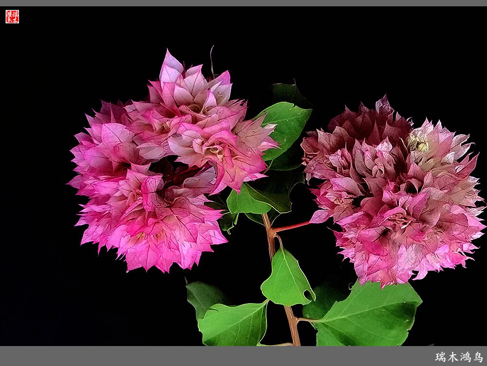 【2023之花季】花叶难分的三角梅