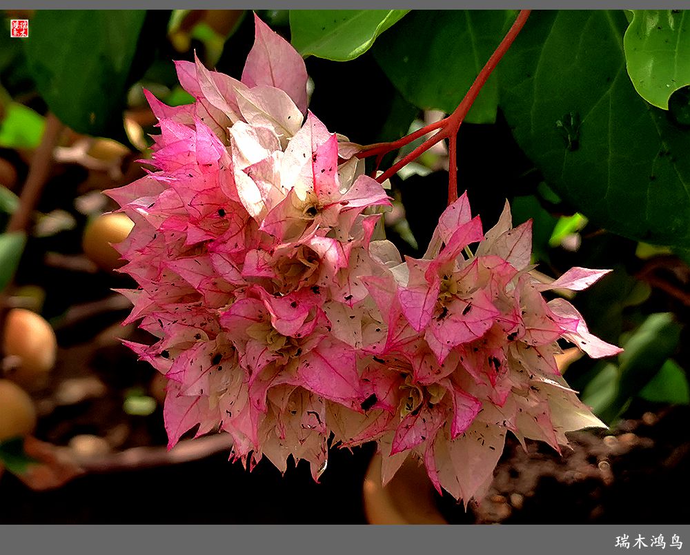 【2023之花季】花叶难分的三角梅