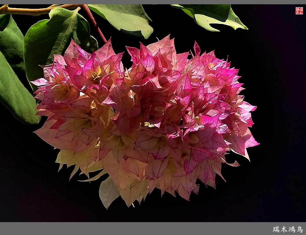 【2023之花季】花叶难分的三角梅