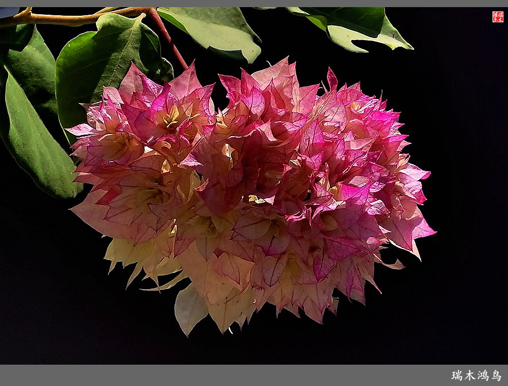 【2023之花季】花叶难分的三角梅