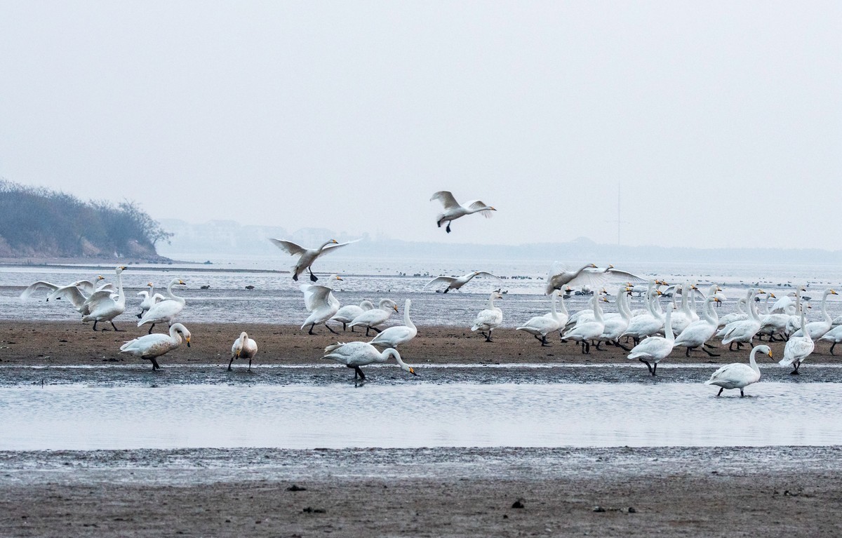 荣成大天鹅（四十）