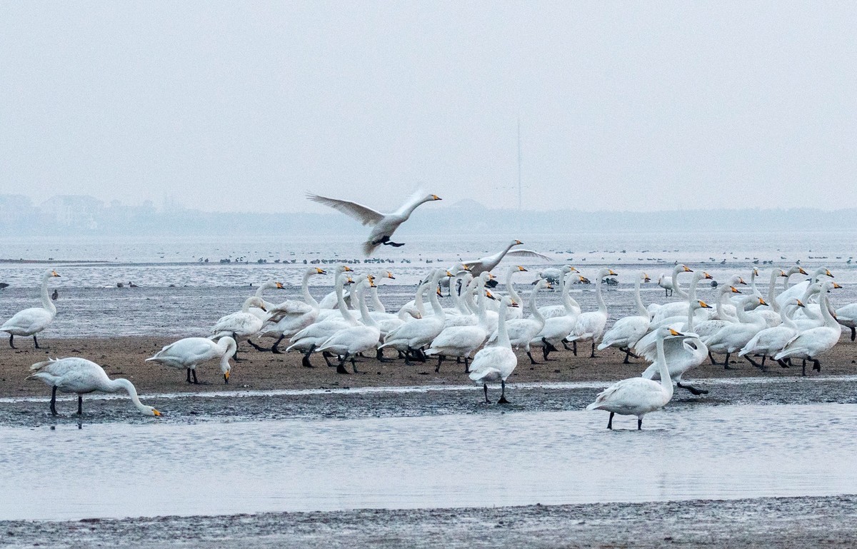 荣成大天鹅（四十）