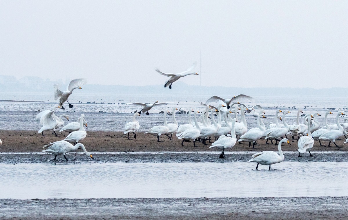 荣成大天鹅（四十）