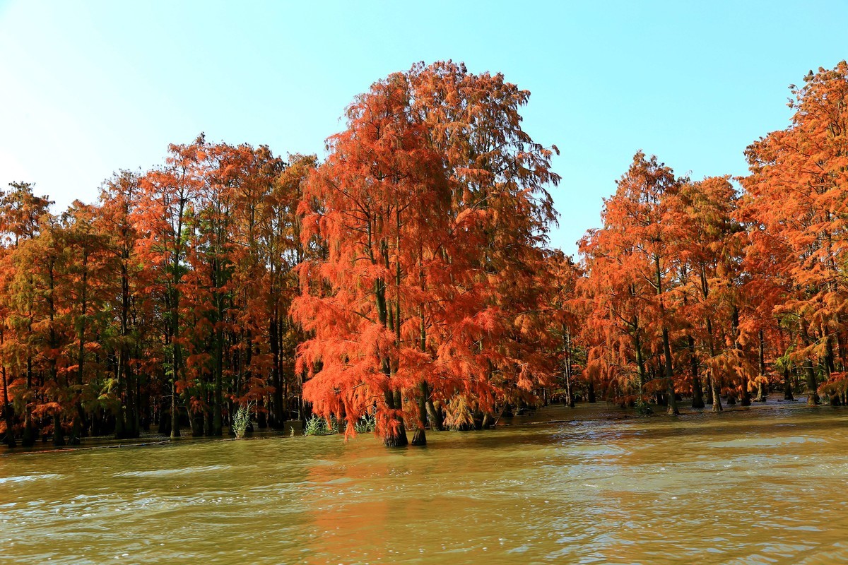 乘坐游船拍的池杉湖中的红杉树之七