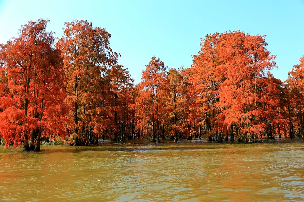 乘坐游船拍的池杉湖中的红杉树之七