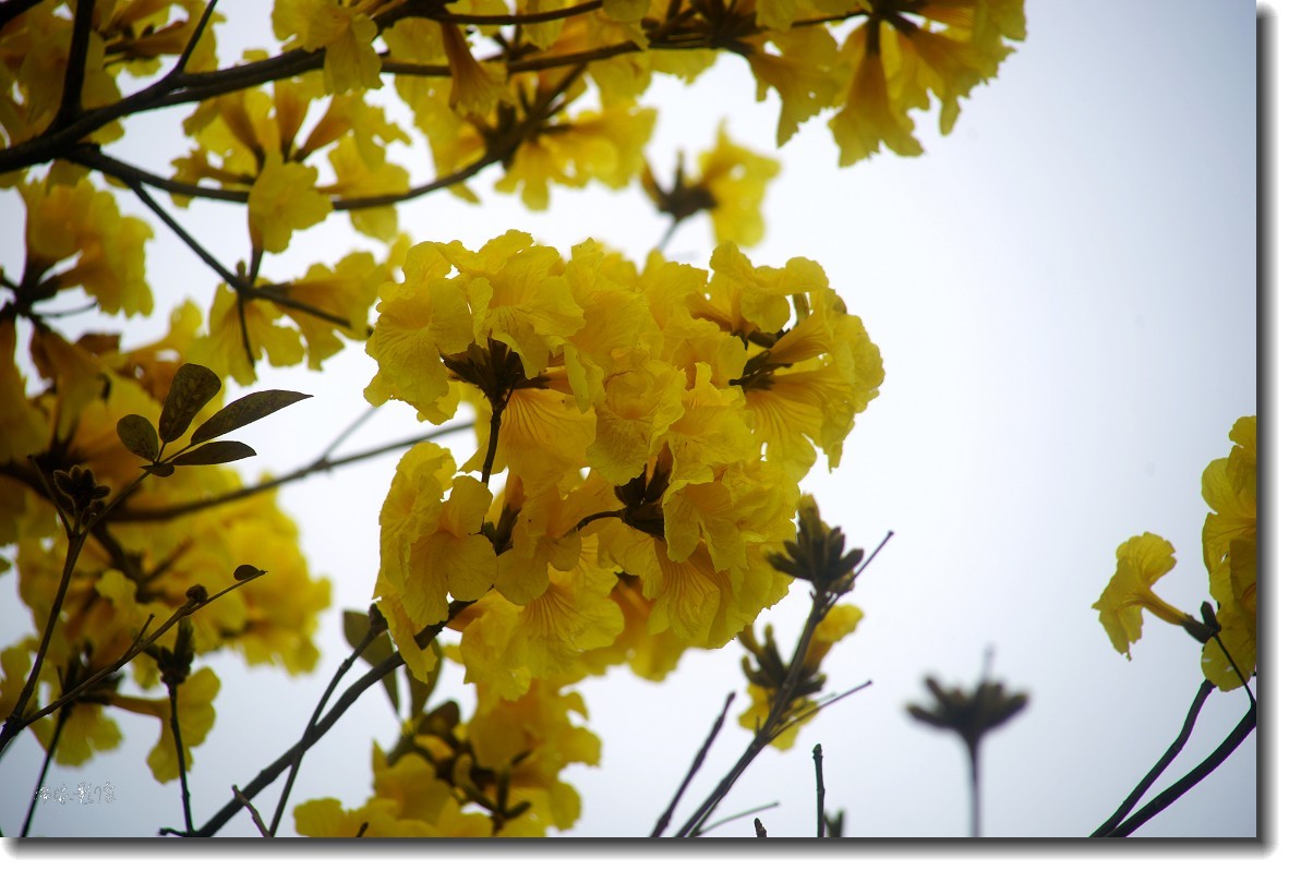 春暖花开-黄花风铃木