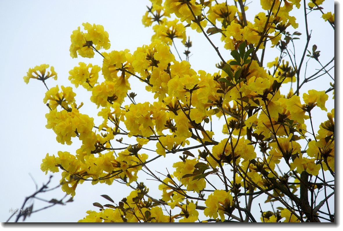 春暖花开-黄花风铃木