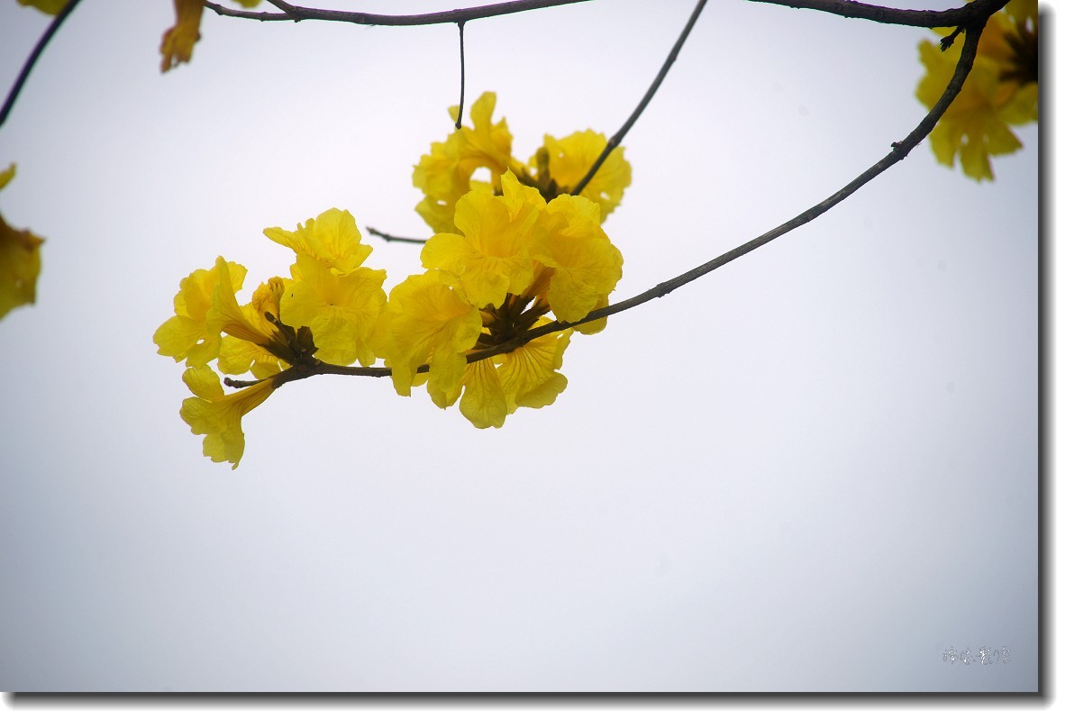 春暖花开-黄花风铃木