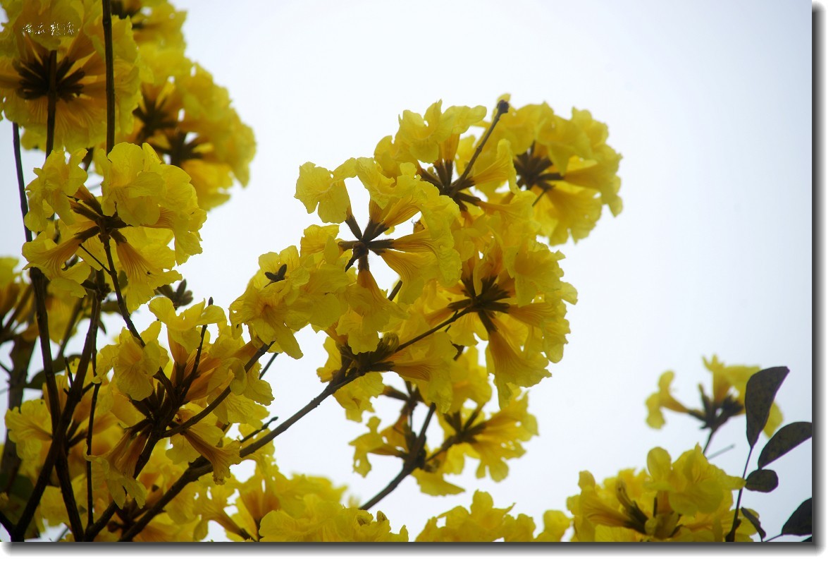 春暖花开-黄花风铃木