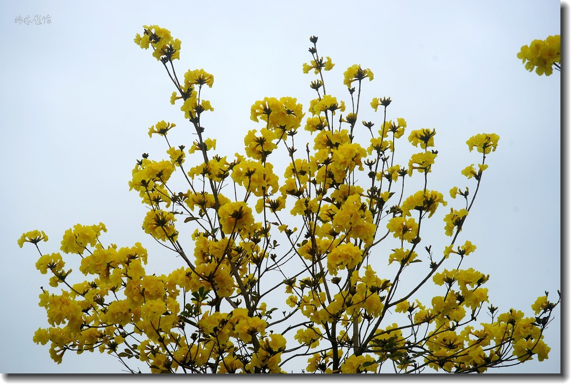 春暖花开-黄花风铃木