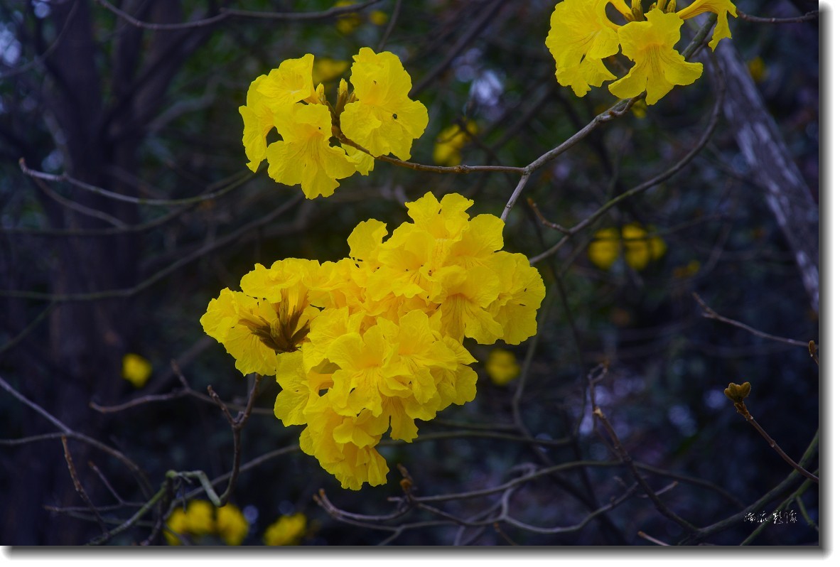 春暖花开-黄花风铃木