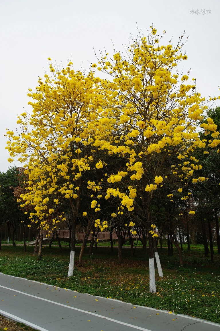 春暖花开-黄花风铃木