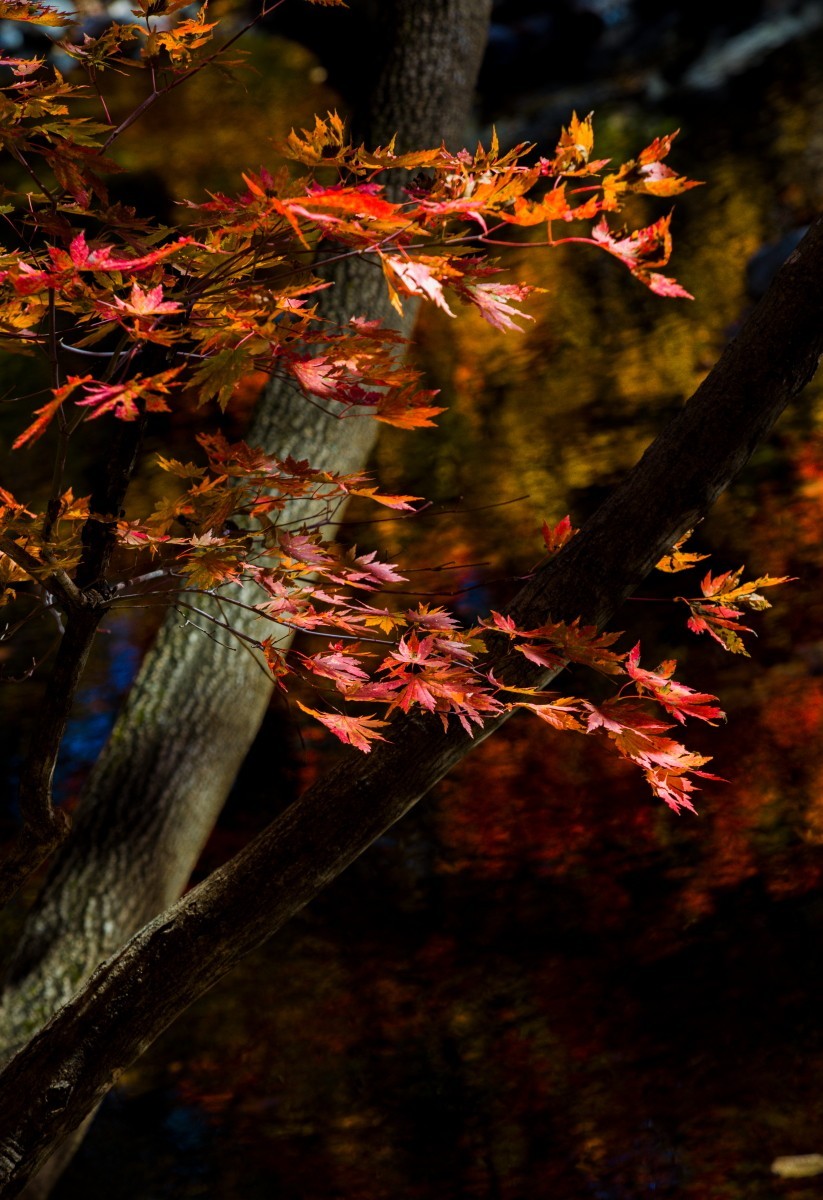 外出随拍（续244）.