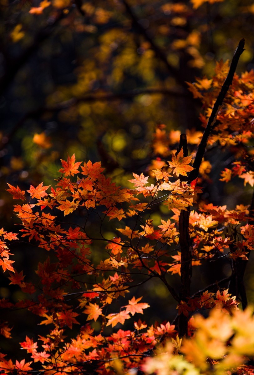 外出随拍（续244）.