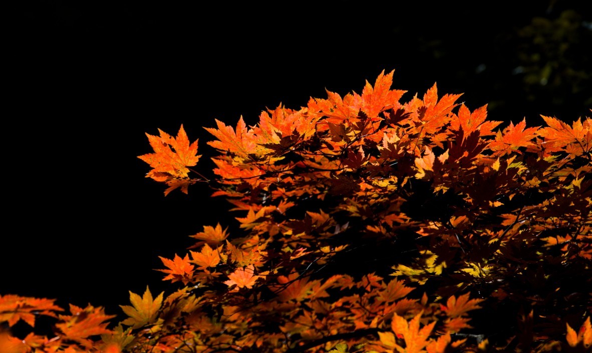 外出随拍（续244）.