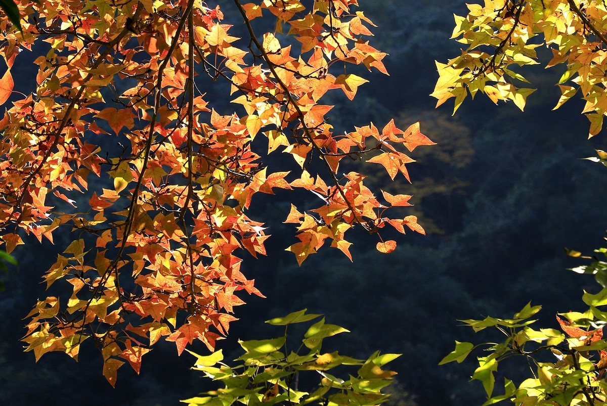 大罗山老鼠岭红枫古道(7)