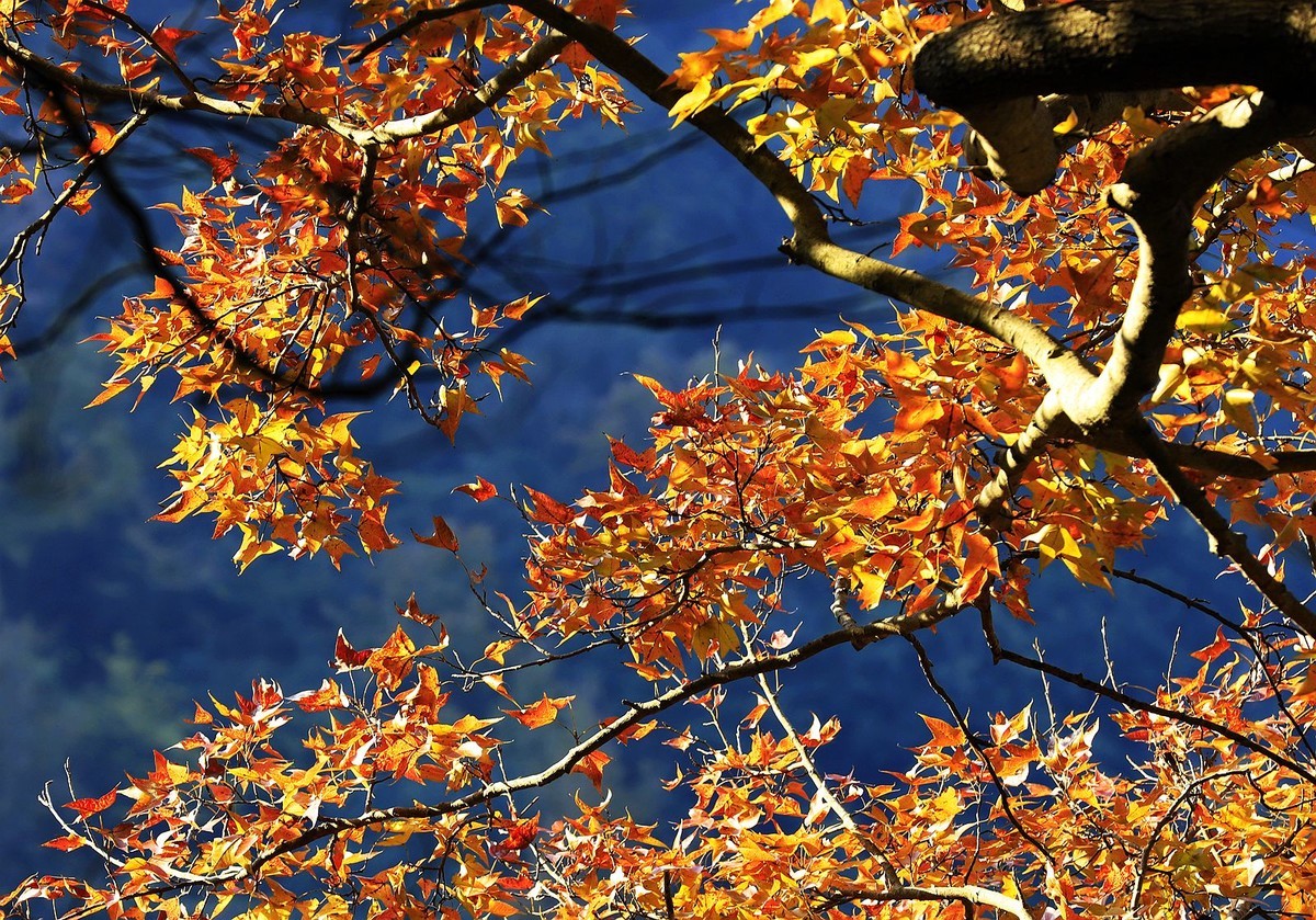 大罗山老鼠岭红枫古道(7)