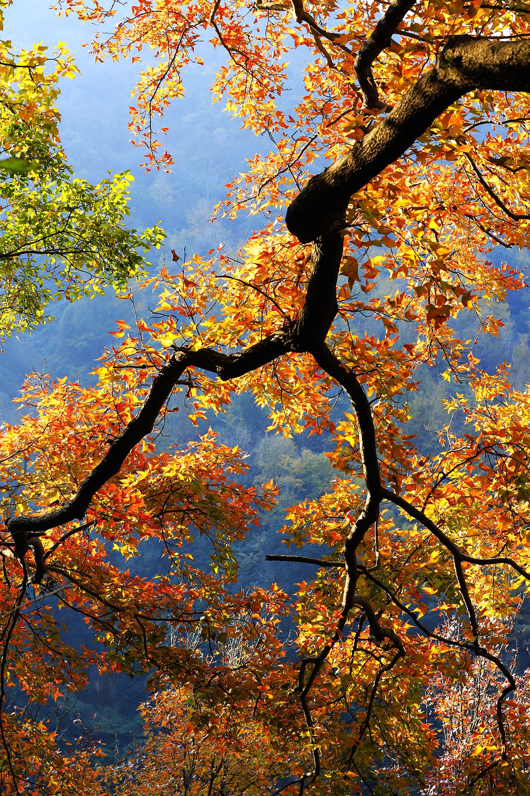大罗山老鼠岭红枫古道(7)