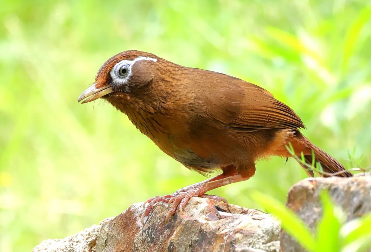 画眉鸟【高速连拍】