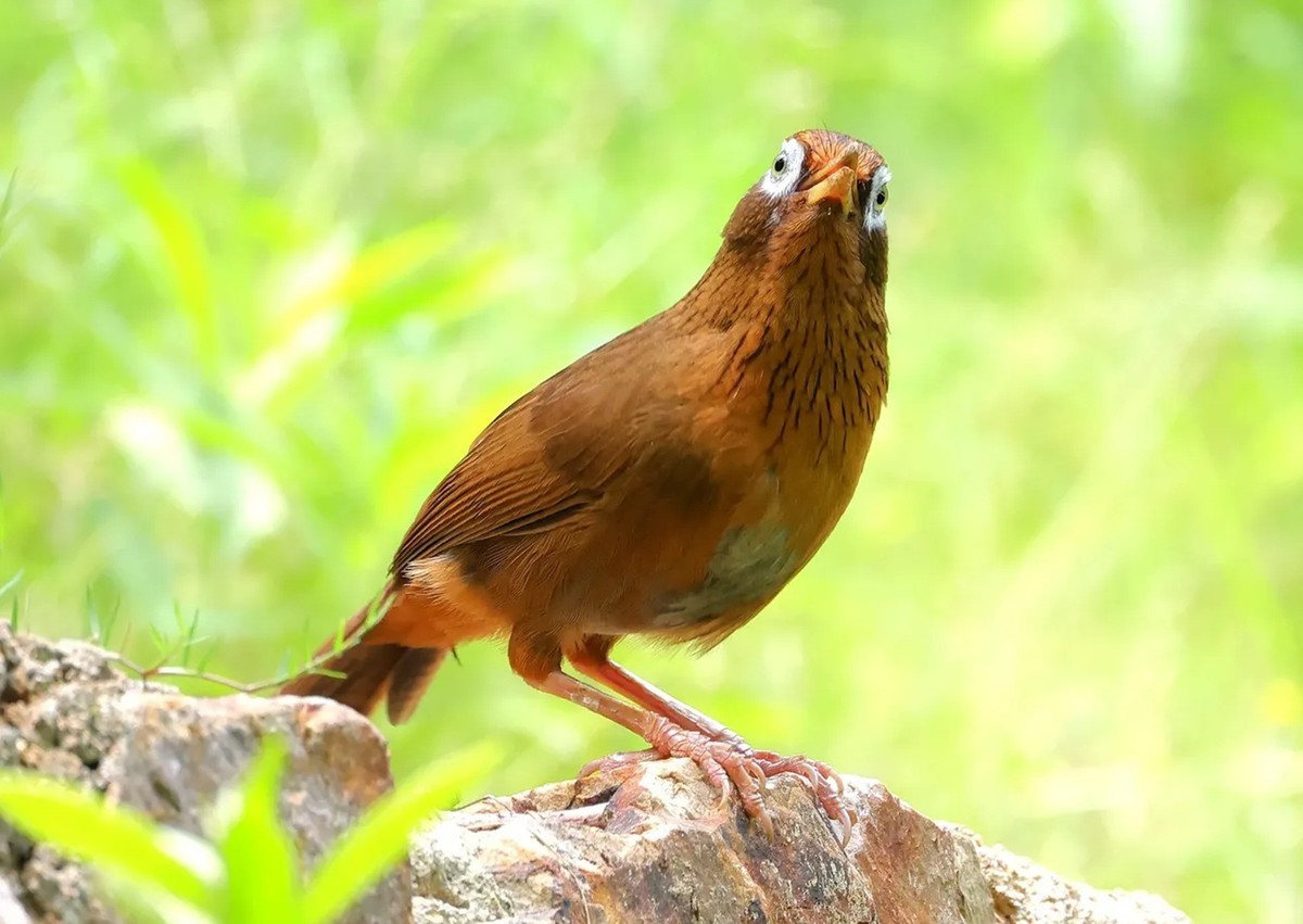 画眉鸟【高速连拍】