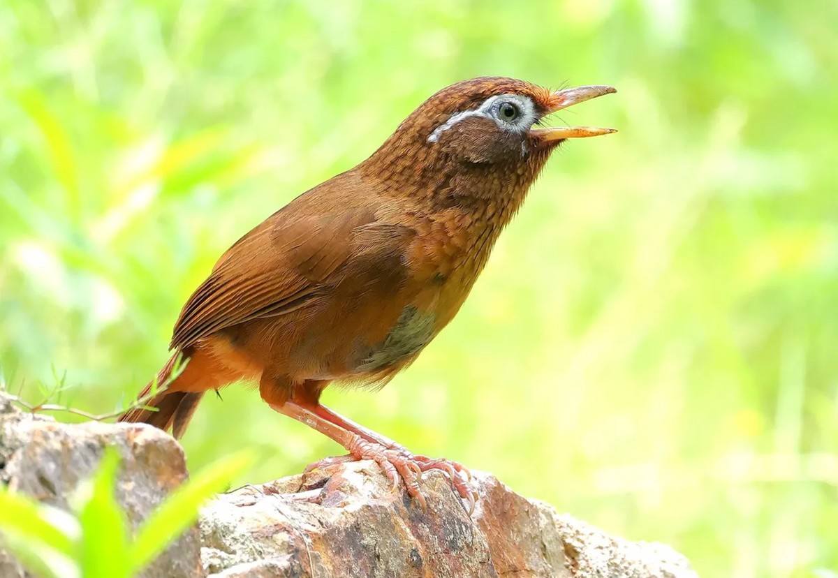 画眉鸟【高速连拍】