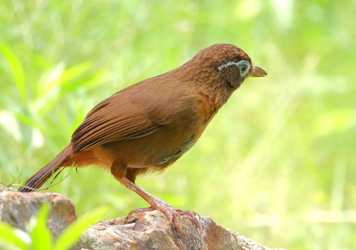 画眉鸟【高速连拍】