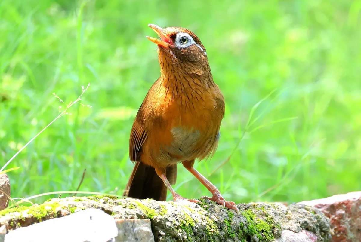 画眉鸟【高速连拍】