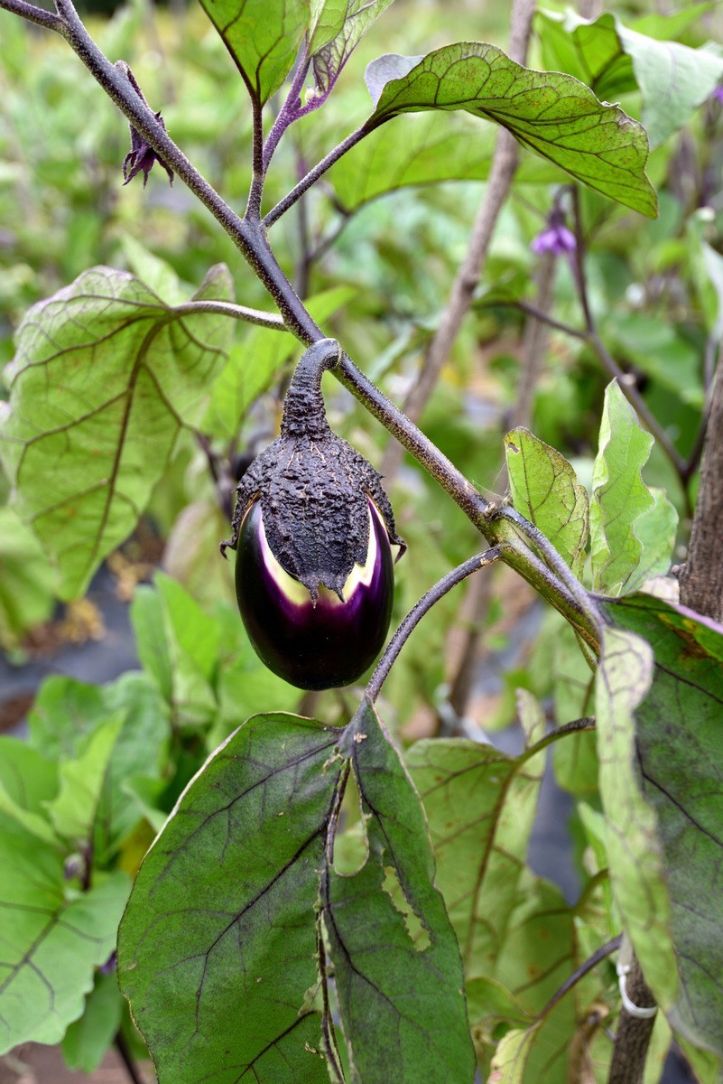 崇礼黑山湾湿地公园    3/3