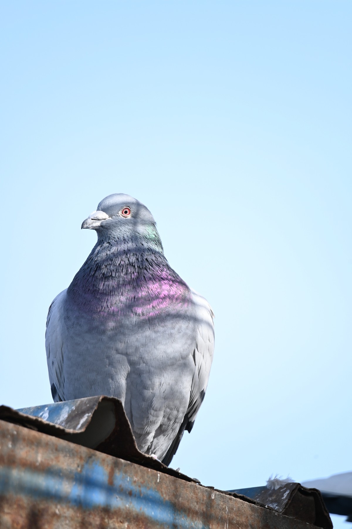 #2023不一样的春节#倦鸟归巢